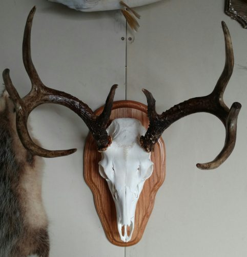 AntlerMount