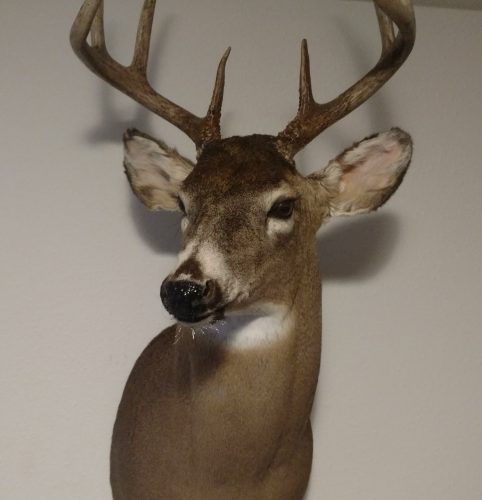 Buck4