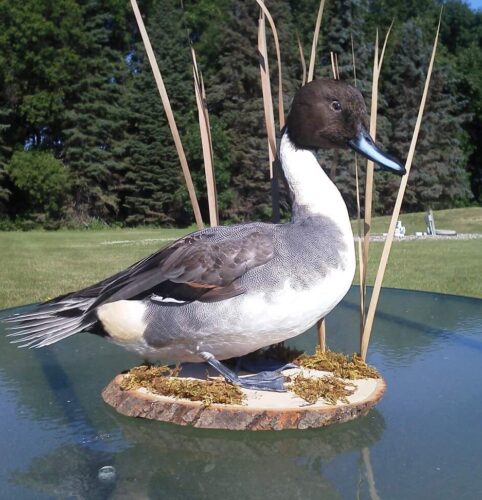 Duck4
