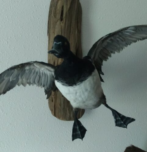 Duck6