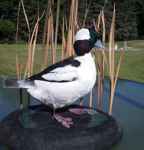 Duck7