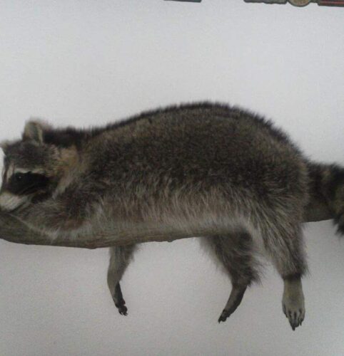 Racoon1