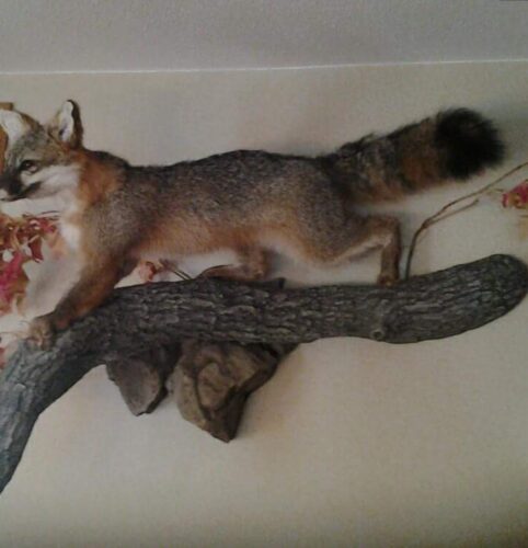 RedFox1